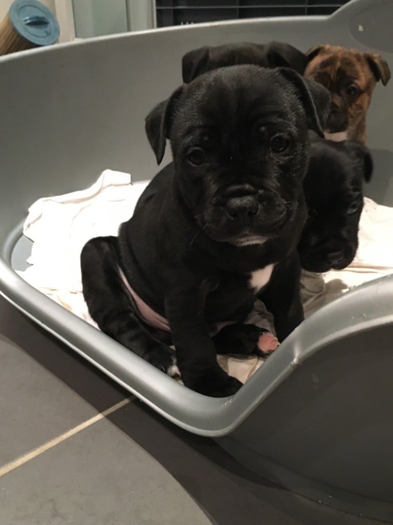 Du Gang Des Petits Bolides - Chiots disponibles - Staffordshire Bull Terrier