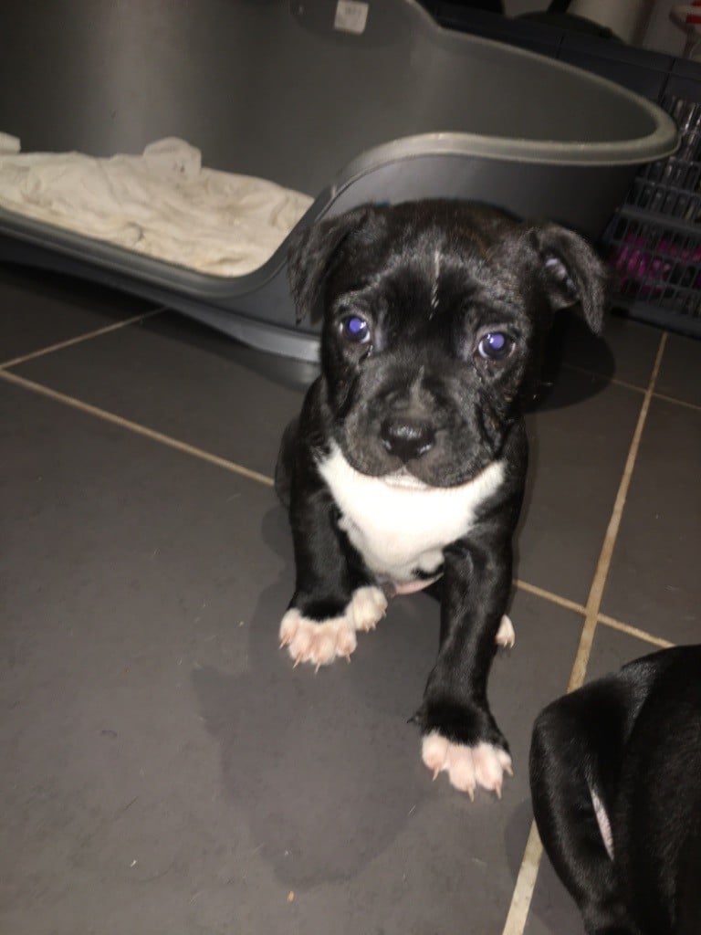 Du Gang Des Petits Bolides - Chiots disponibles - Staffordshire Bull Terrier