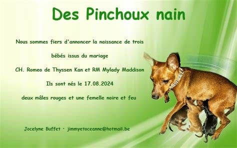 Des Pinchoux Nain - Naissance chez les Pinchoux nain