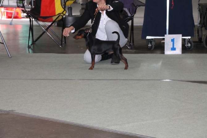 Des Pinchoux Nain - national dog show LOVANIUMTROFEE