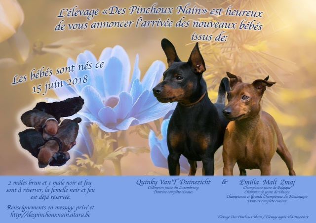 Des Pinchoux Nain - Pinscher nain - Portée née le 15/06/2018