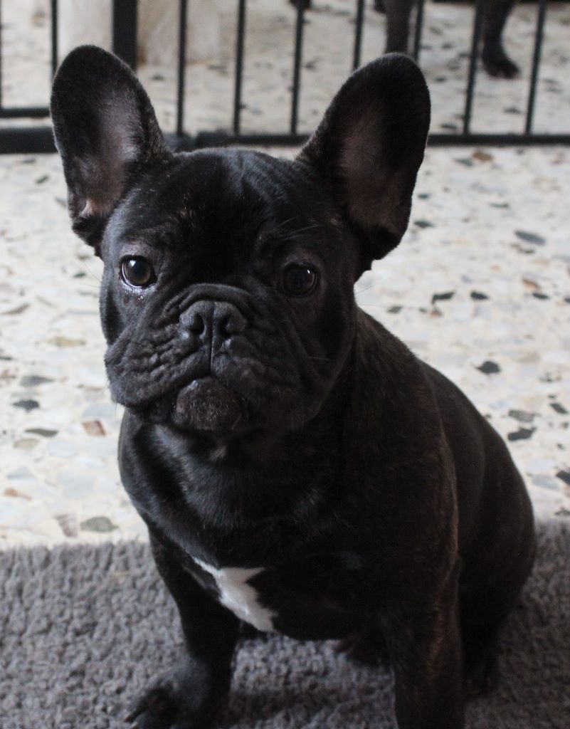 Du Domaine Du Grand Cercle - Chiots disponibles - Bouledogue français