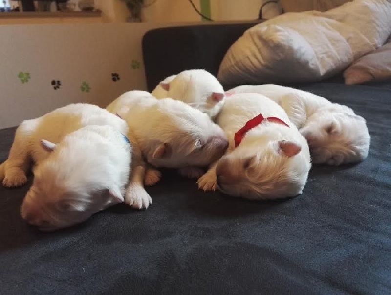 Twix'lite - Berger Blanc Suisse - Portée née le 03/06/2016