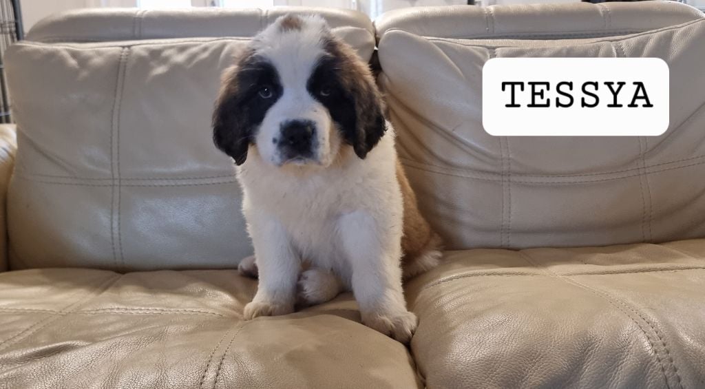 Du Val D'izvann - Chiots disponibles - Chien du Saint-Bernard