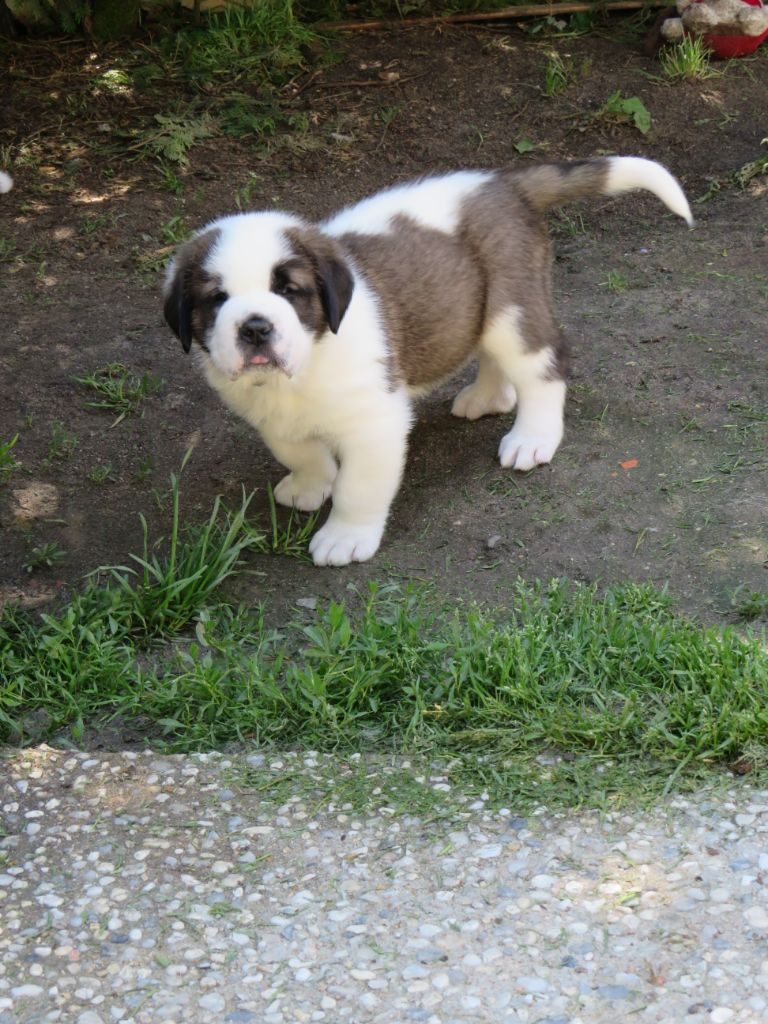 Du Val D'izvann - Chien du Saint-Bernard - Portée née le 29/03/2020