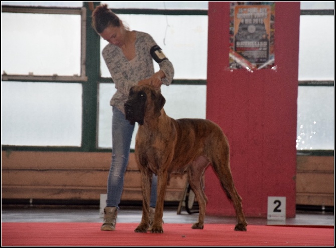 Au Royaume De Leyla - MOLLY DEVIENT CHAMPIONNE DE BELGIQUE