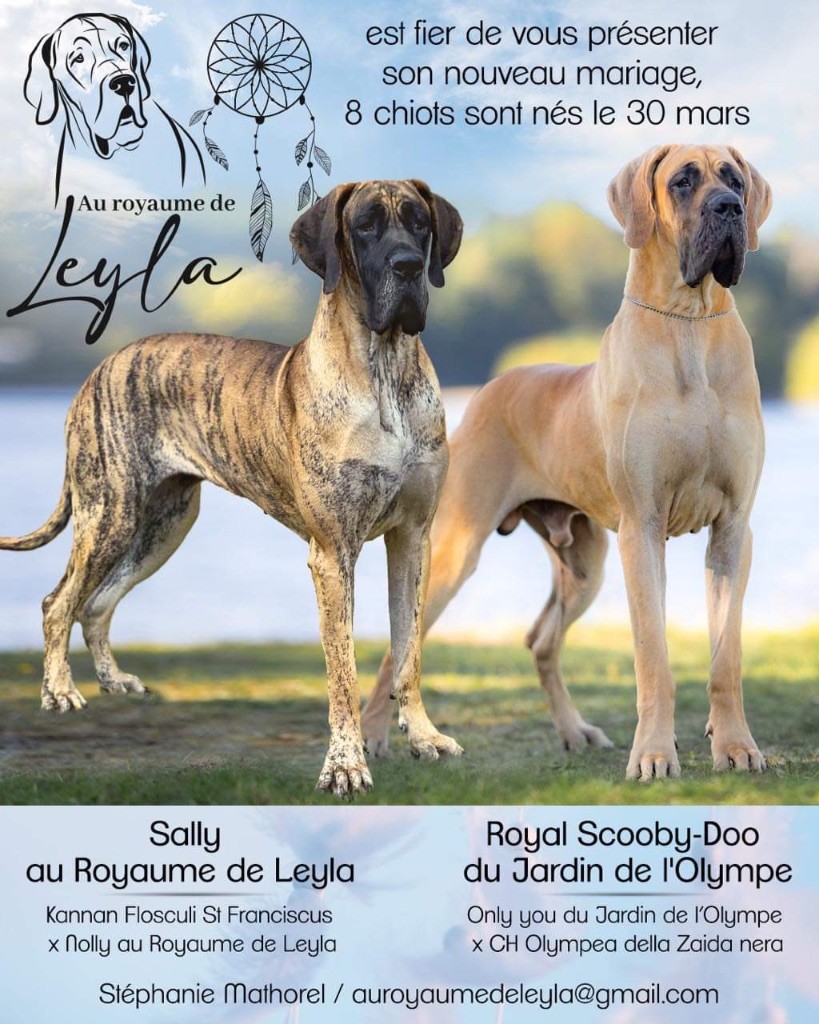 Au Royaume De Leyla - Dogue allemand - Portée née le 30/03/2023