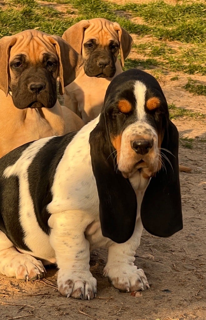 Au Royaume De Leyla - Chiots disponibles - Basset Hound