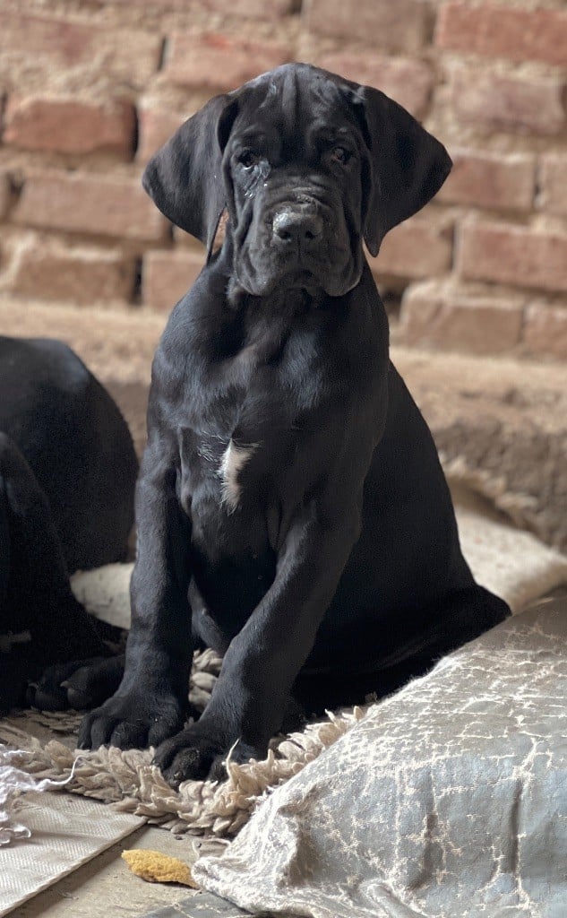 Au Royaume De Leyla - Chiots disponibles - Dogue allemand