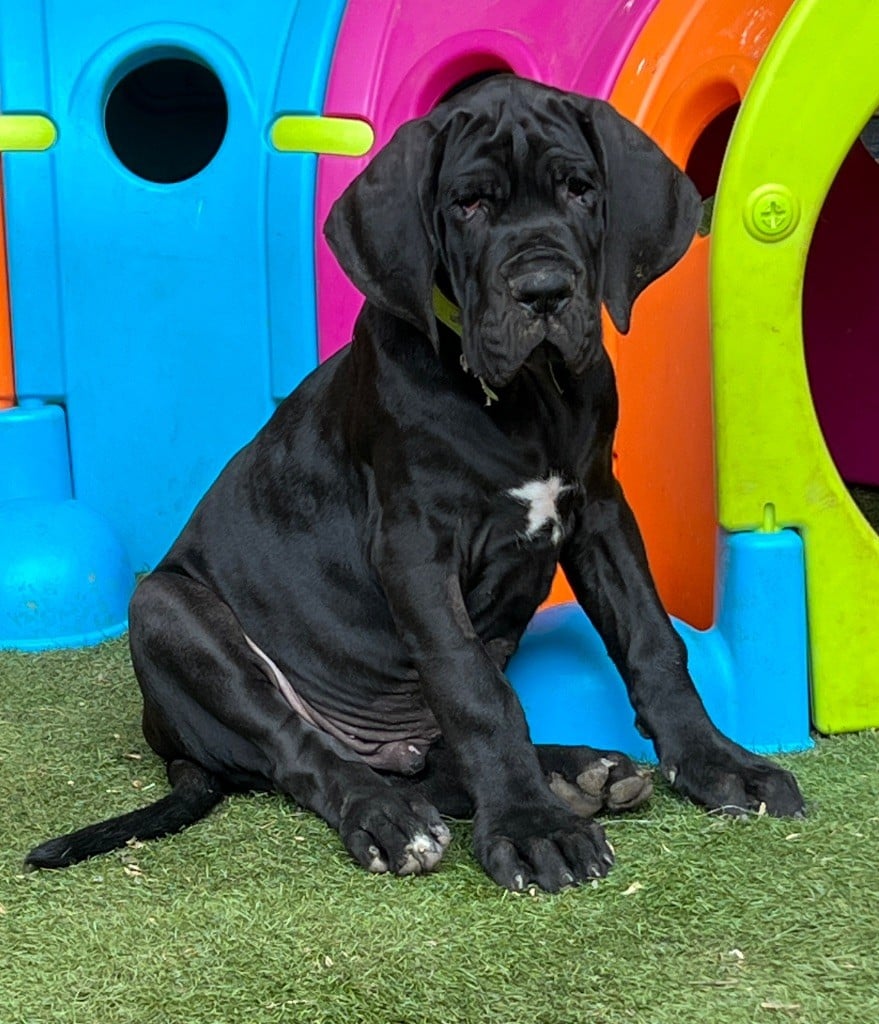 Au Royaume De Leyla - Chiots disponibles - Dogue allemand