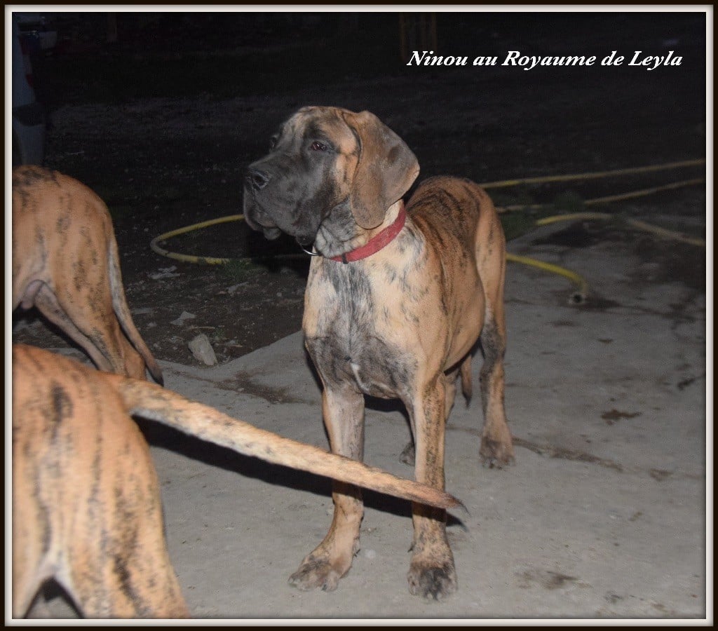 Au Royaume De Leyla - Dogue allemand - Portée née le 09/05/2017