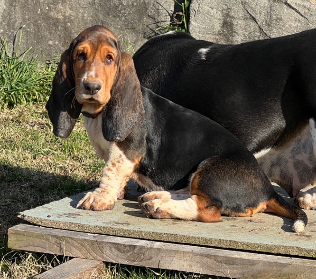 Au Royaume De Leyla - Basset Hound - Portée née le 22/09/2023