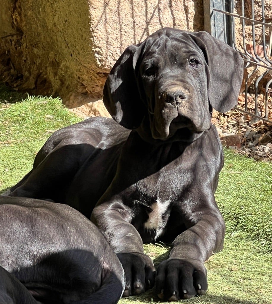 Au Royaume De Leyla - Chiots disponibles - Dogue allemand