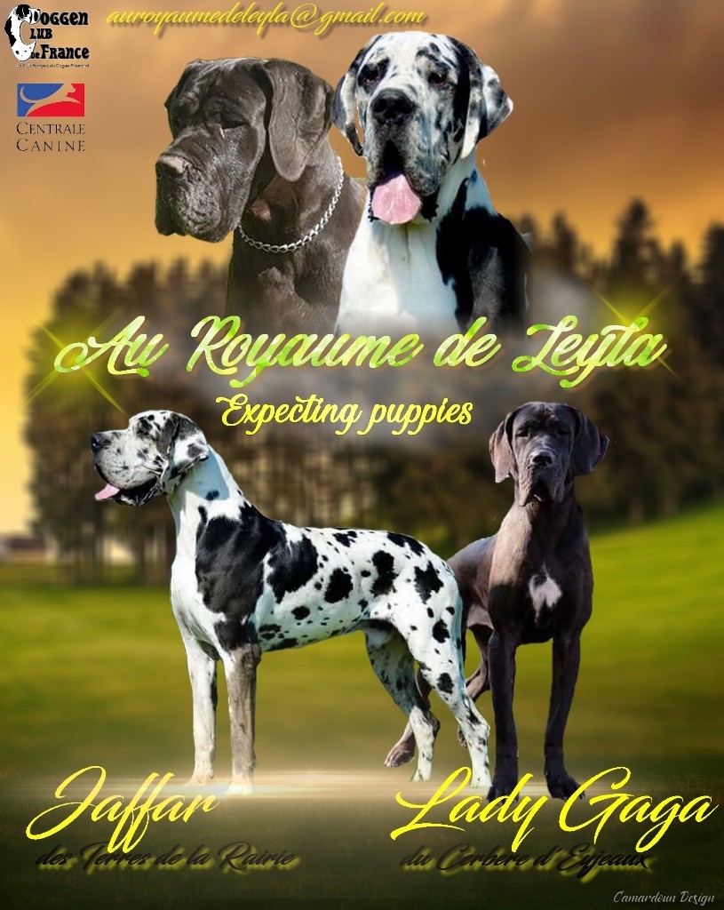 Chiot Dogue allemand Au Royaume De Leyla