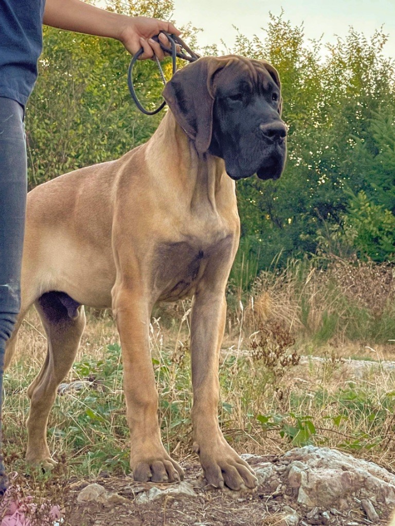 Au Royaume De Leyla - Dogue allemand - Portée née le 22/02/2022