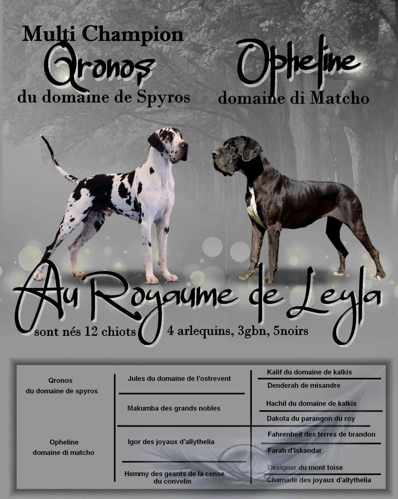 Chiot Dogue allemand Au Royaume De Leyla