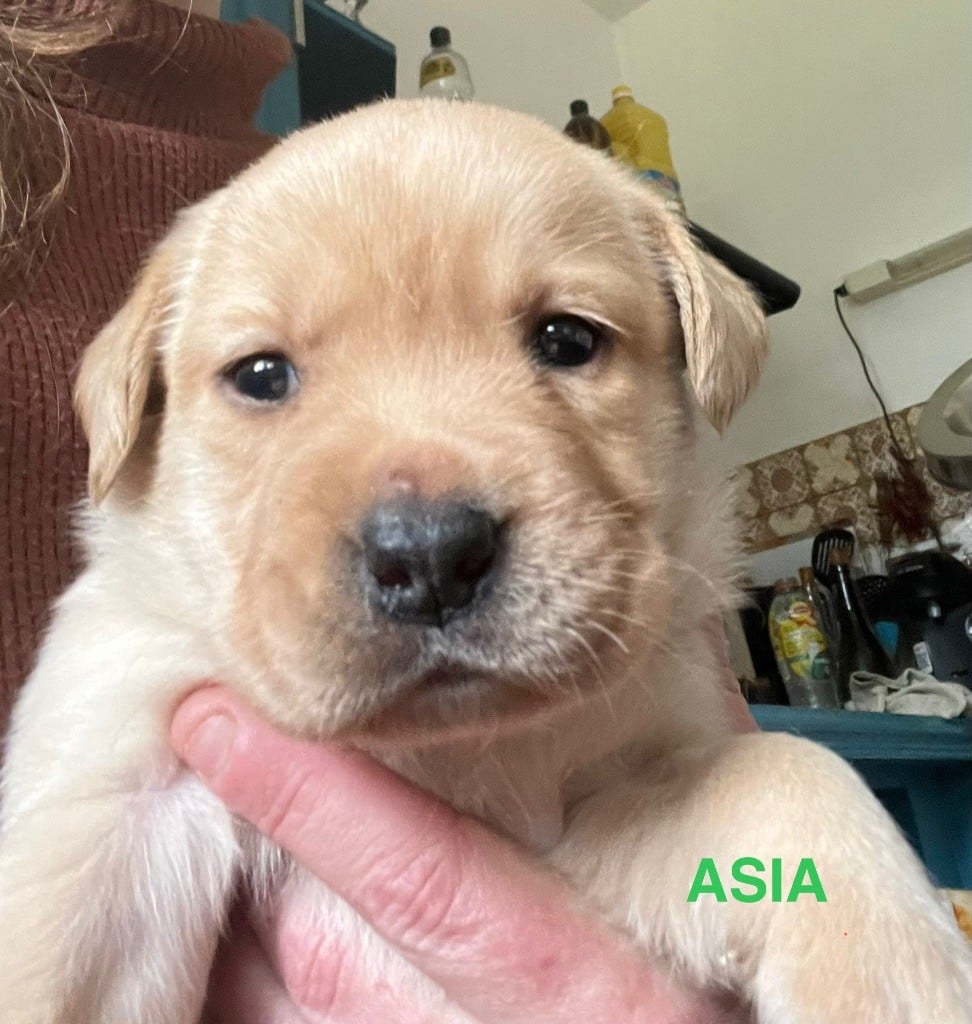 Des Yeux Doux - Chiots disponibles - Labrador Retriever