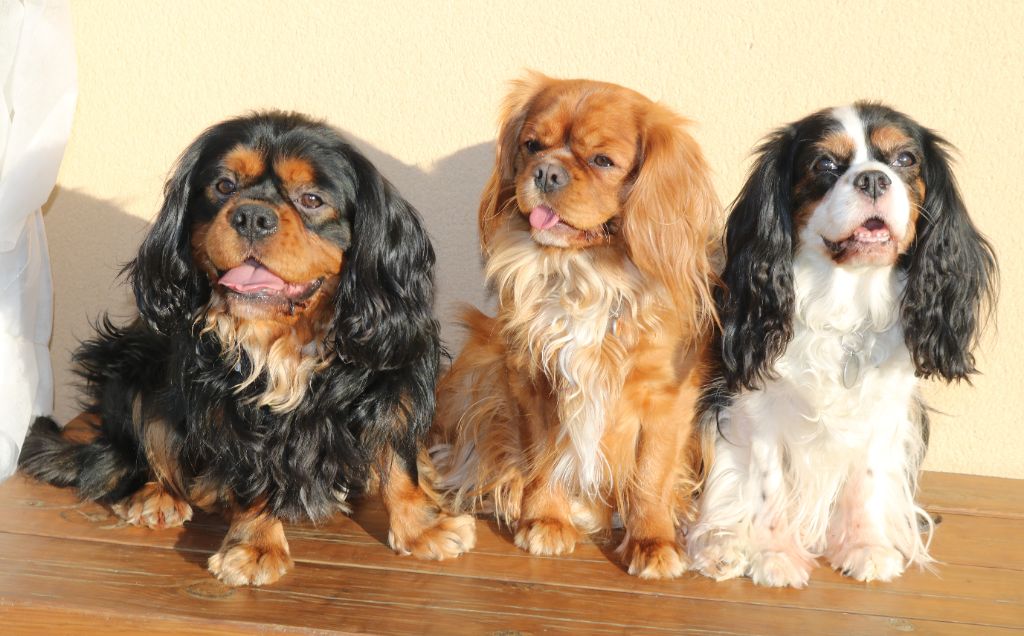 Des Petits Artistes - 2 ans Sweety et Simba 