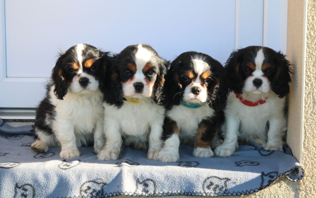 Des Petits Artistes - Cavalier King Charles Spaniel - Portée née le 06/11/2024