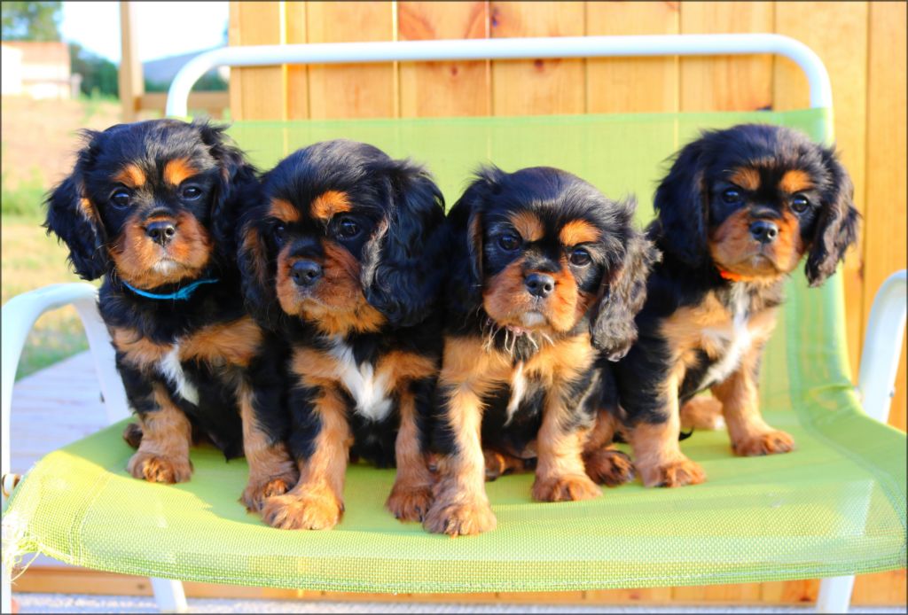 Des Petits Artistes - Cavalier King Charles Spaniel - Portée née le 22/06/2018