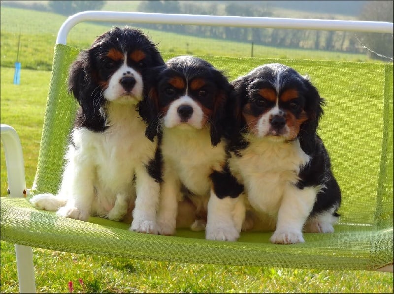 Des Petits Artistes - Cavalier King Charles Spaniel - Portée née le 14/01/2016