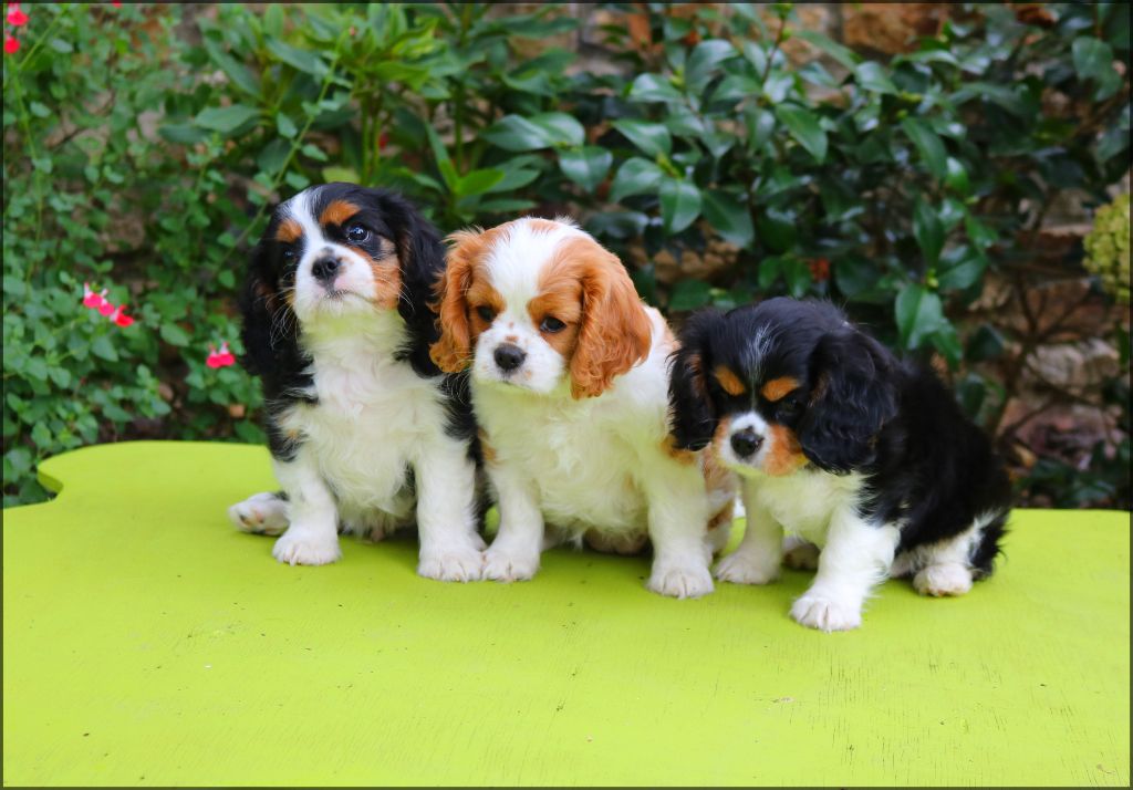 Chiot Cavalier King Charles Spaniel Des Petits Artistes