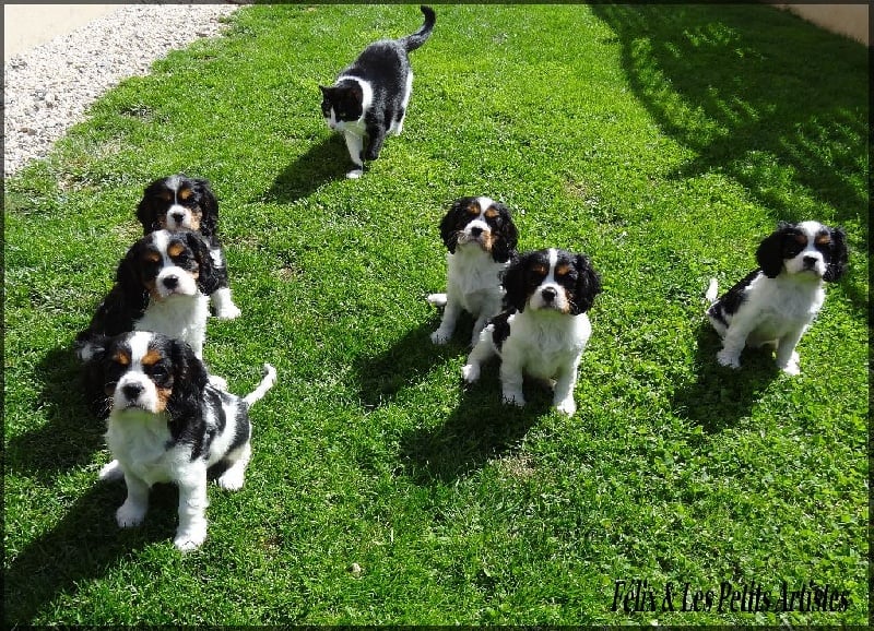 Chiot Cavalier King Charles Spaniel Des Petits Artistes