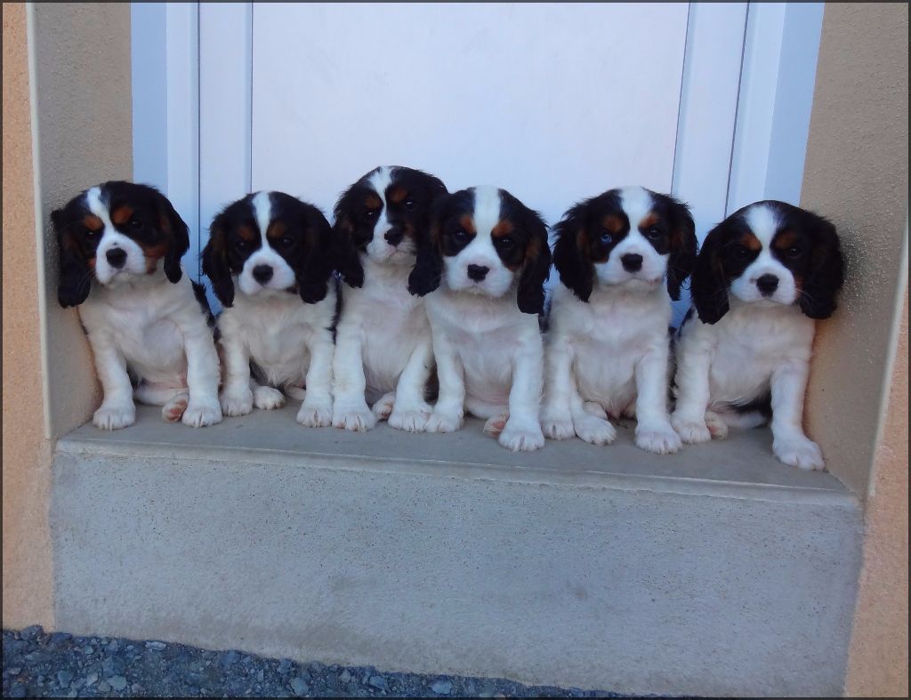 Des Petits Artistes - Cavalier King Charles Spaniel - Portée née le 28/01/2017