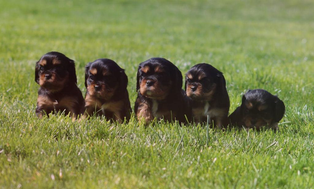 Des Petits Artistes - Cavalier King Charles Spaniel - Portée née le 15/02/2020