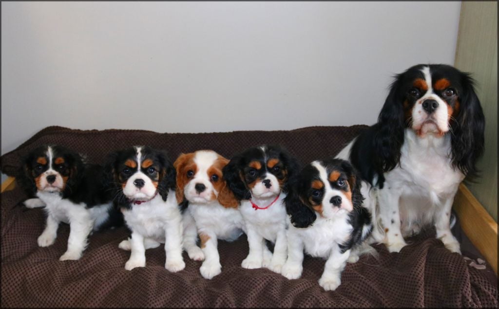 Des Petits Artistes - Cavalier King Charles Spaniel - Portée née le 14/10/2018