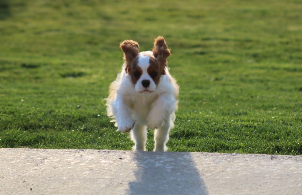 Chiot Cavalier King Charles Spaniel Des Petits Artistes