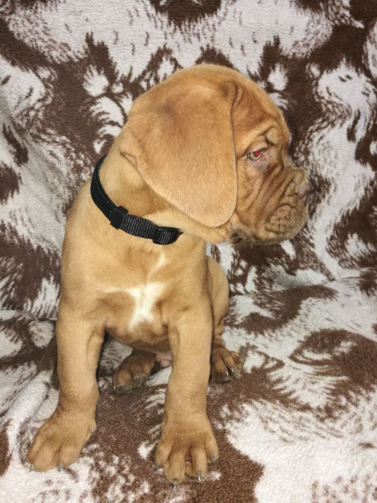 De Privadiis - Dogue de Bordeaux - Portée née le 24/09/2018