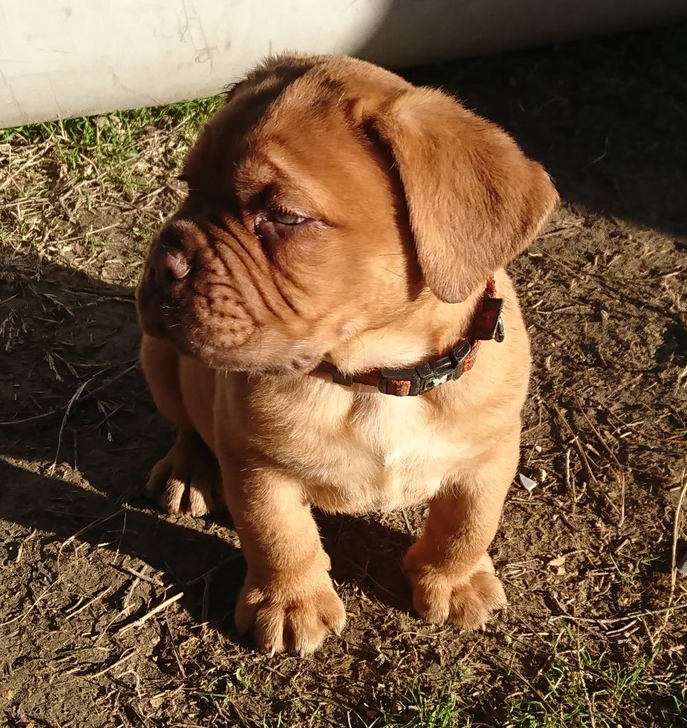 De Privadiis - Dogue de Bordeaux - Portée née le 20/12/2017