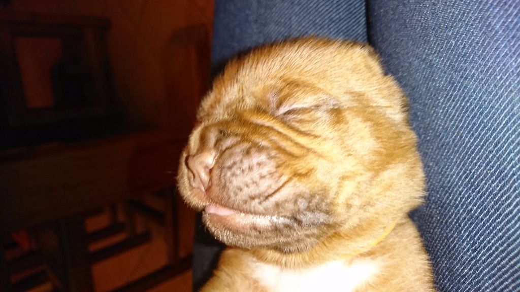 De Privadiis - Dogue de Bordeaux - Portée née le 13/11/2017