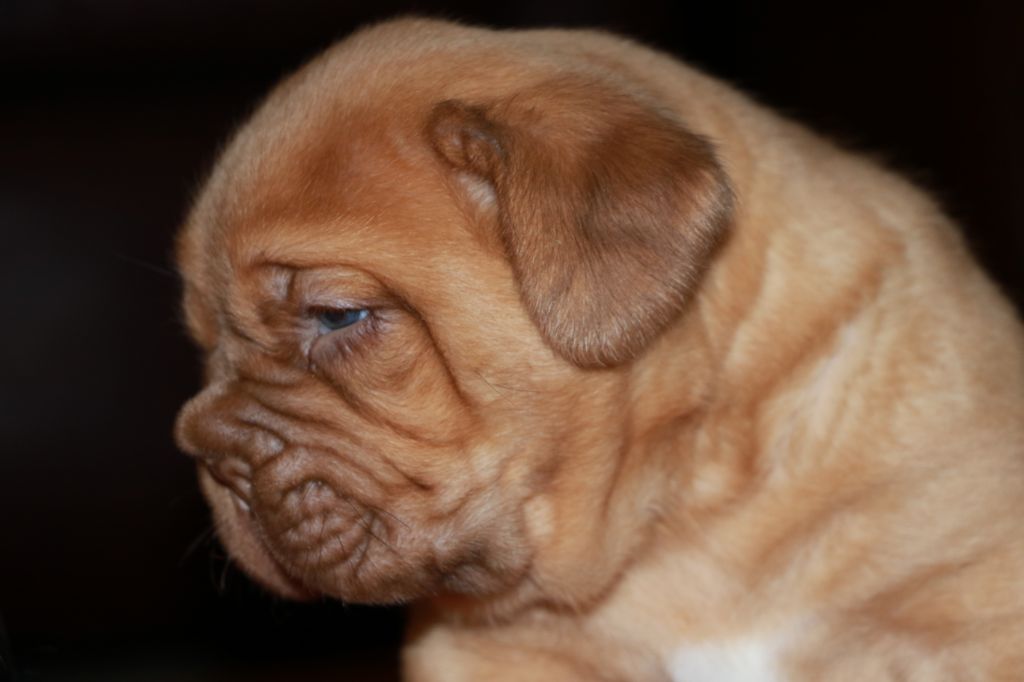 De Privadiis - Dogue de Bordeaux - Portée née le 12/03/2020