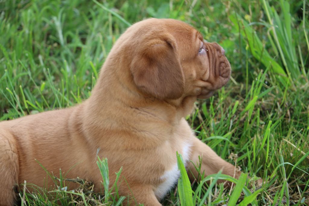 De Privadiis - Dogue de Bordeaux - Portée née le 05/12/2022