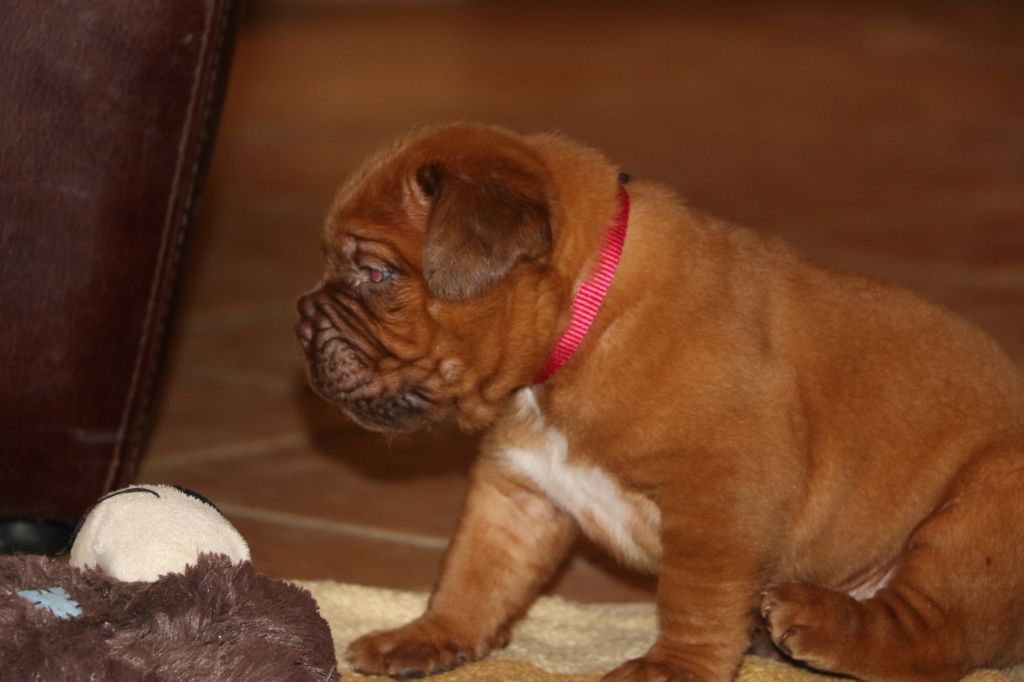 De Privadiis - Dogue de Bordeaux - Portée née le 09/12/2019