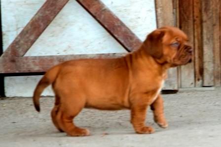 De Privadiis - Dogue de Bordeaux - Portée née le 01/11/2018