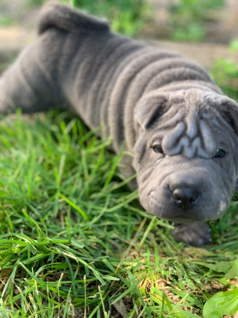 Du Domaine de Shar Pei Diem - Shar Pei - Portée née le 11/05/2023