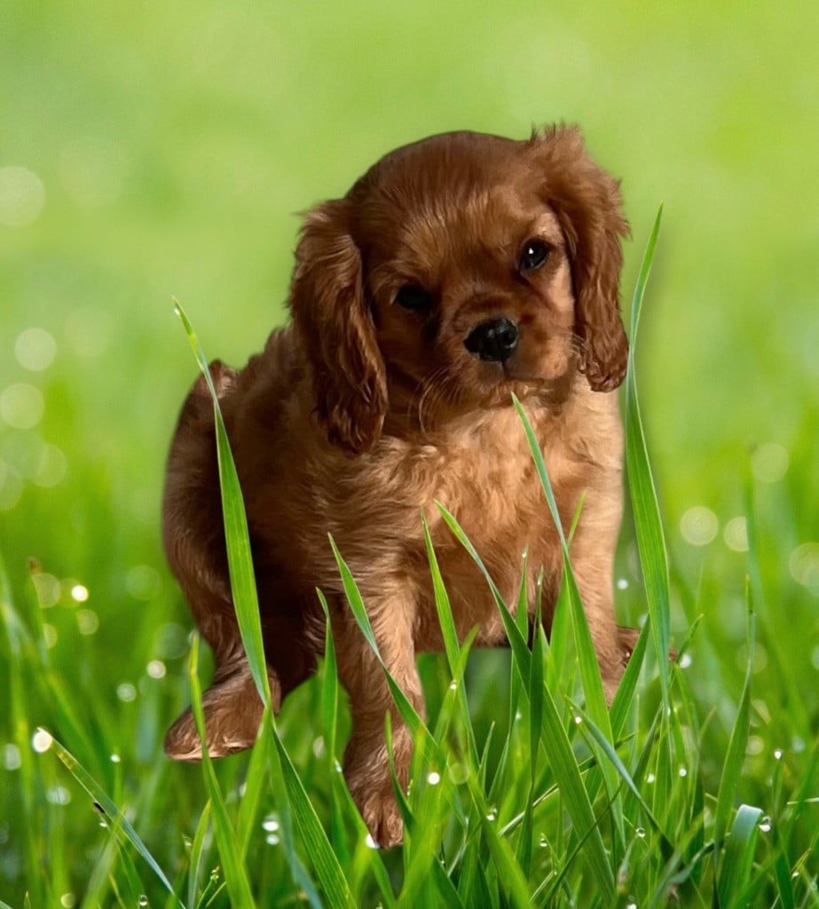 Du Rougaillou - Chiots disponibles - Cavalier King Charles Spaniel