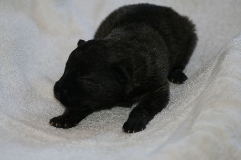 von  Lieblingen - Bouvier des Ardennes - Portée née le 19/06/2015