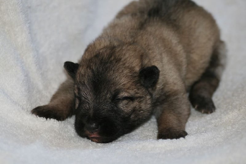 von  Lieblingen - Chiots disponibles - Bouvier des Ardennes