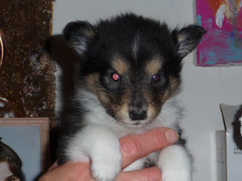 des O'Connelli - Shetland Sheepdog - Portée née le 13/10/2010