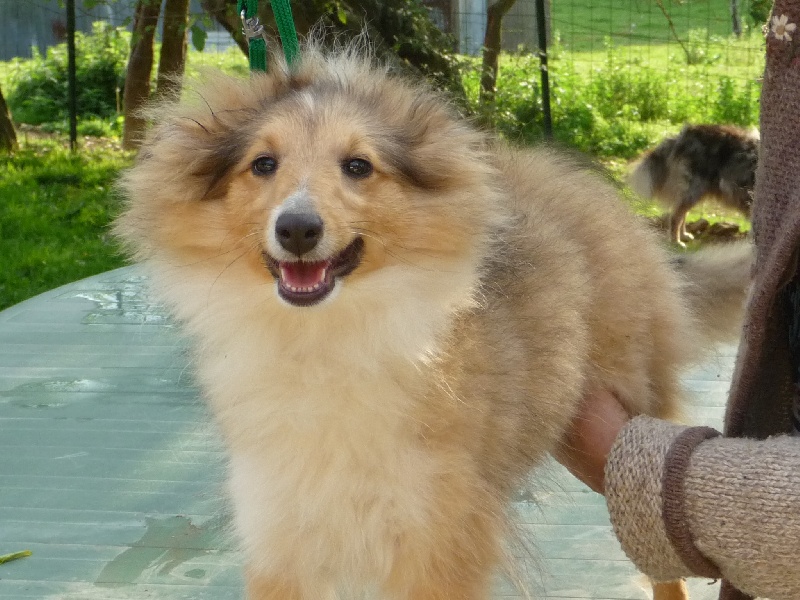 des O'Connelli - Shetland Sheepdog - Portée née le 12/05/2011