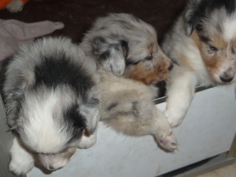 des O'Connelli - Shetland Sheepdog - Portée née le 27/01/2014