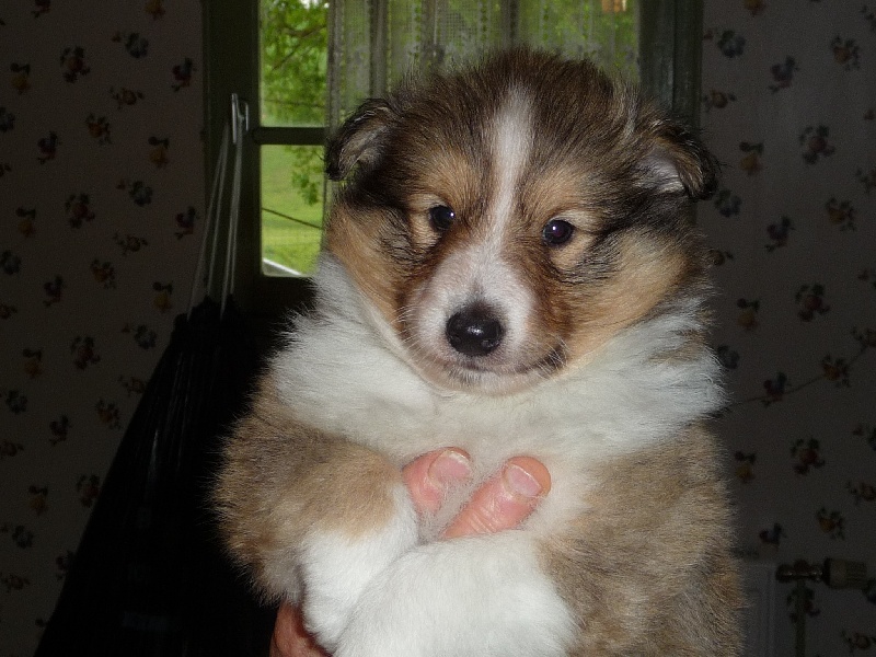 des O'Connelli - Shetland Sheepdog - Portée née le 30/03/2009