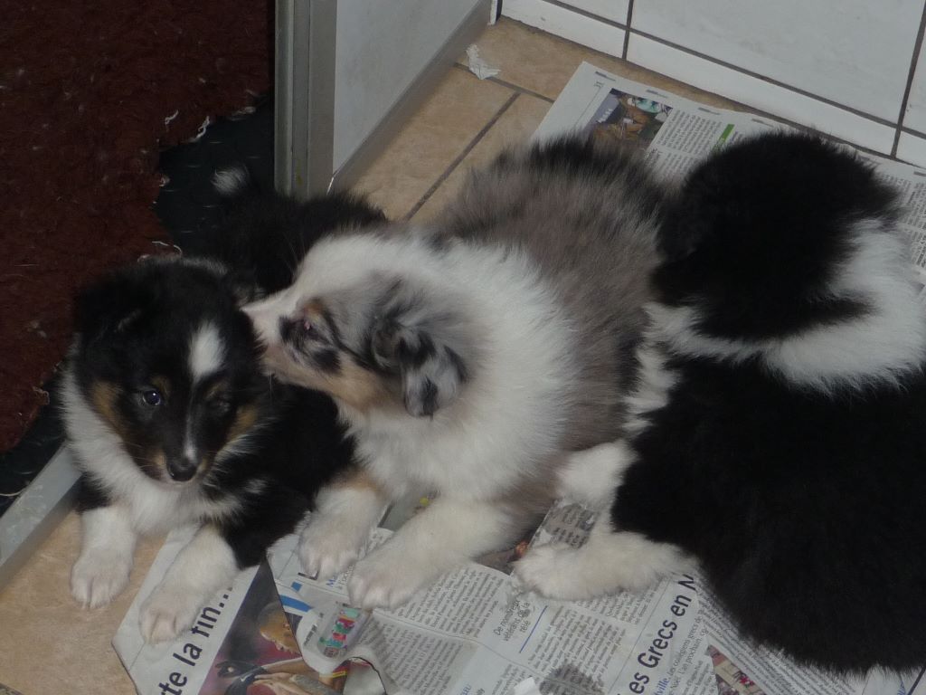 des O'Connelli - Shetland Sheepdog - Portée née le 28/07/2018