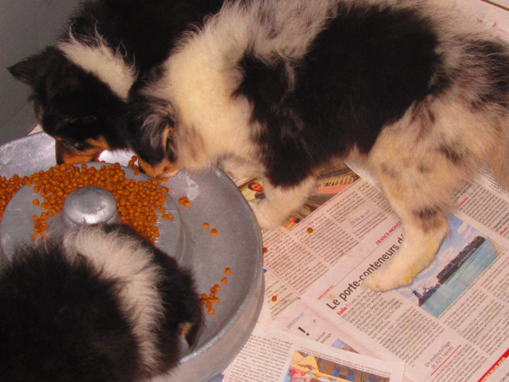 des O'Connelli - Shetland Sheepdog - Portée née le 14/05/2021