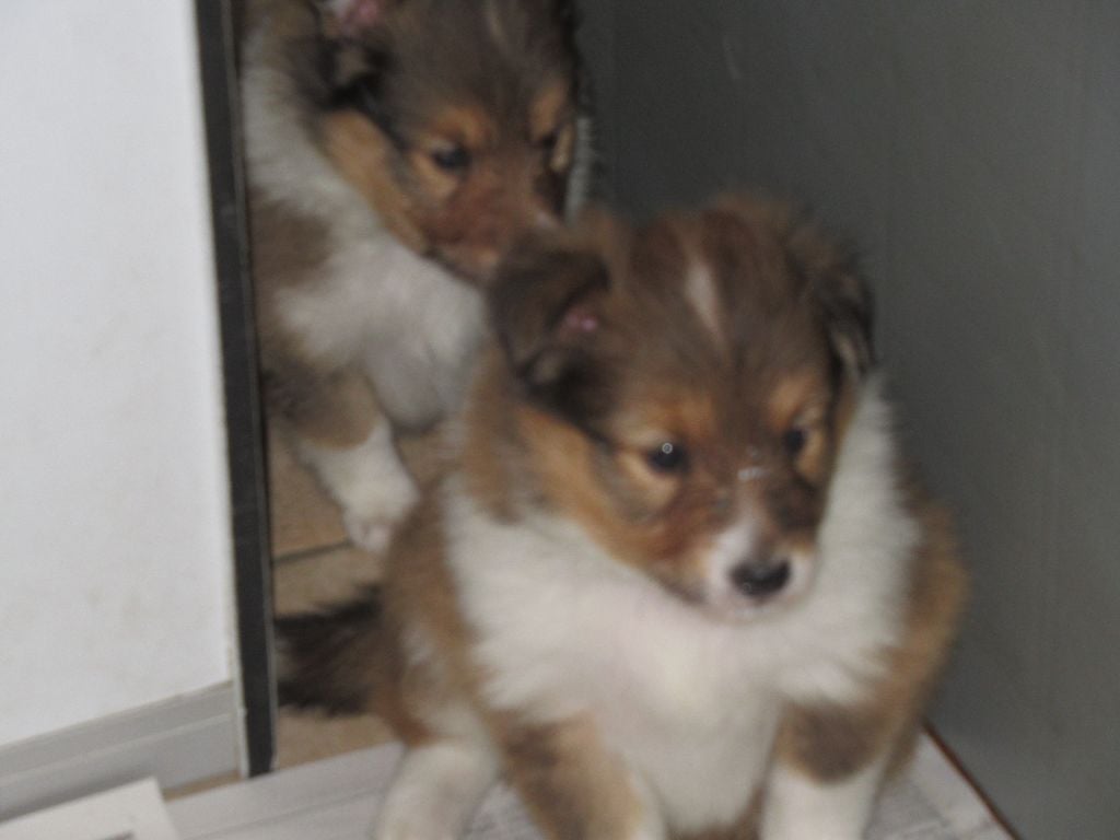 des O'Connelli - Shetland Sheepdog - Portée née le 20/01/2024