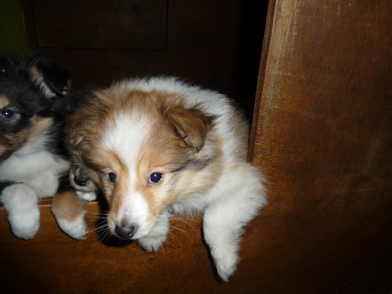 des O'Connelli - Shetland Sheepdog - Portée née le 10/10/2010